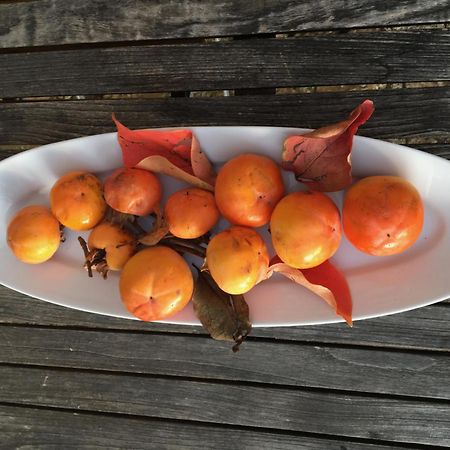 Podere Campolungo غريفي ان شنتي المظهر الخارجي الصورة