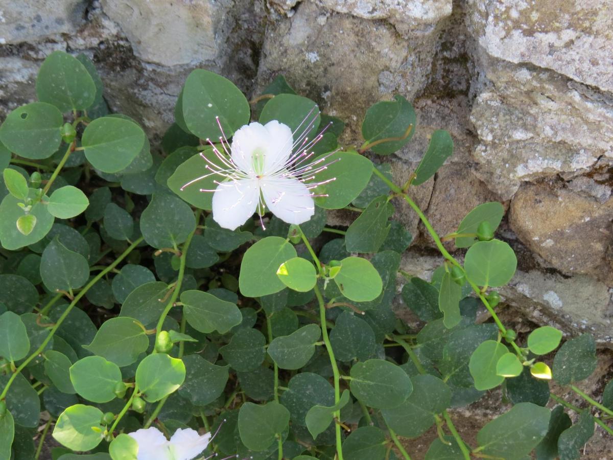 Podere Campolungo غريفي ان شنتي المظهر الخارجي الصورة